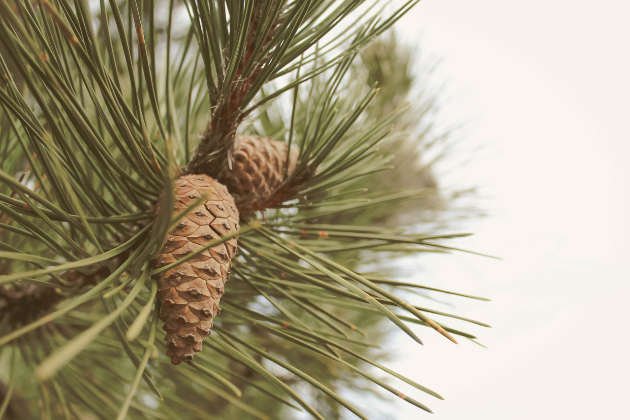 Pine Pollen Tincture: The Better, Pro-Androgenic Herb