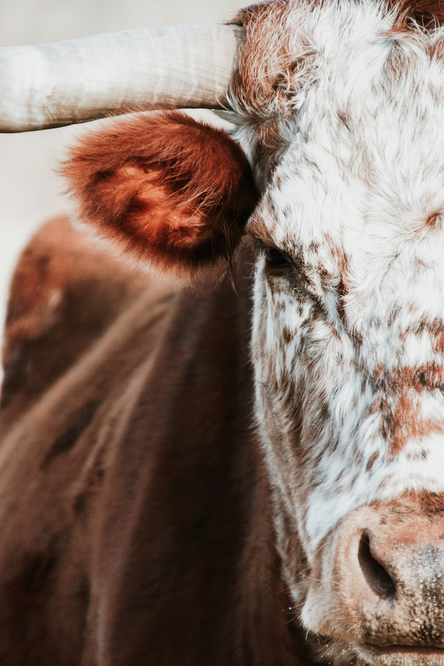 The Dairy Estrogen Link The Dairy Estrogen Link