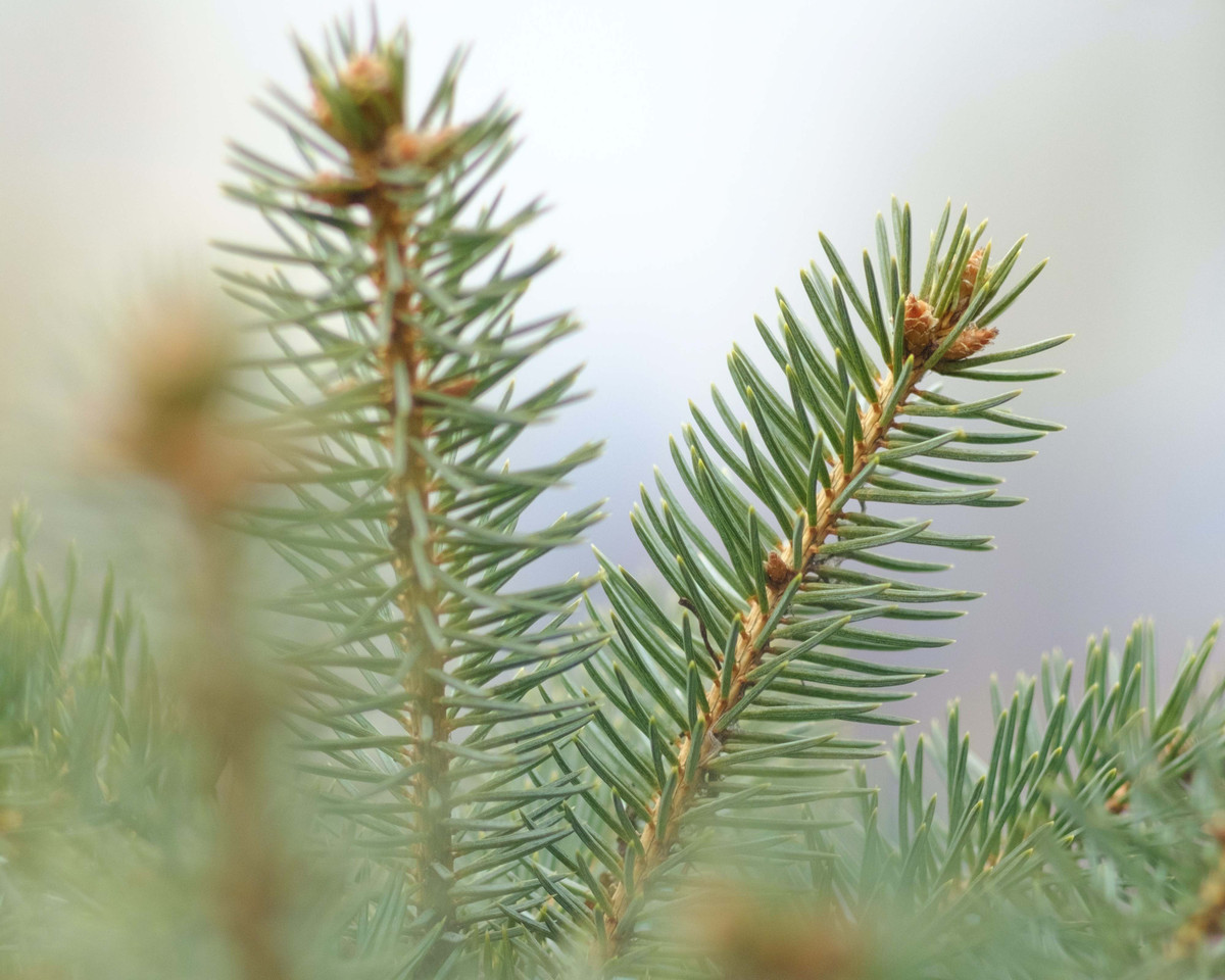 New and Improved Extracts and Product Formulas