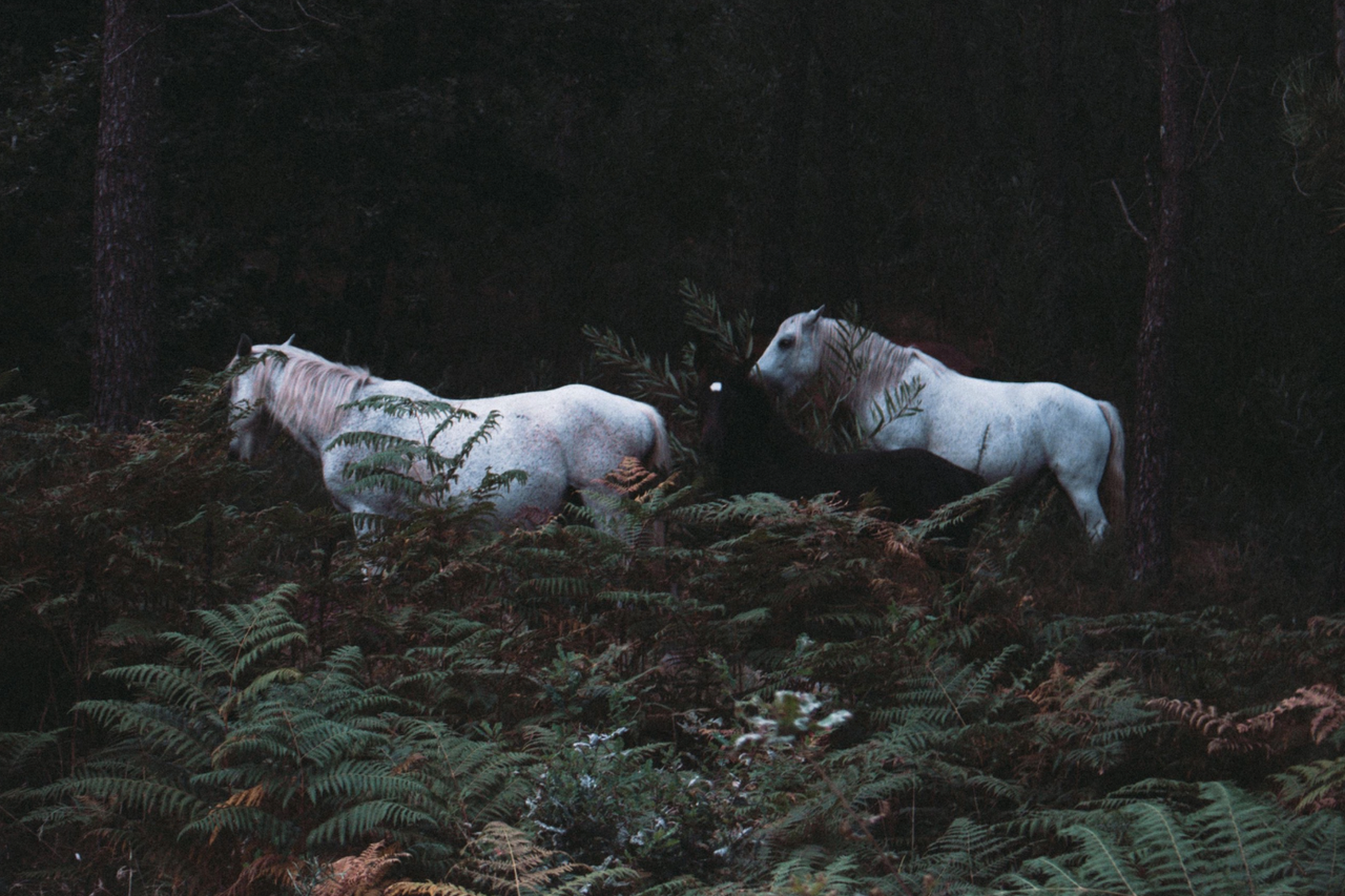 Entering the Year of the Horse