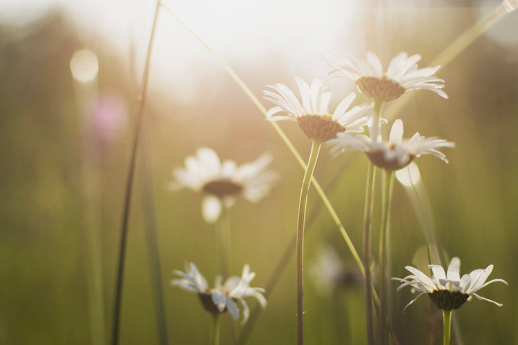 Repairing Low Vitamin D