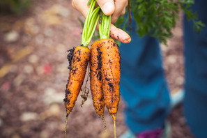 Baby Carrots Extreme Baby Carrots Extreme