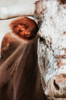 The Dairy Estrogen Link The Dairy Estrogen Link