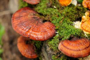 Is Reishi (Ganoderma lucidum) Anti-androgenic? Is Reishi (Ganoderma lucidum) Anti-androgenic?