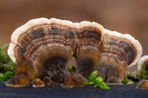 Turkey Tail Fungus is THE Medicinal Ally for Modern Humans Turkey Tail Fungus is THE Medicinal Ally for Modern Humans