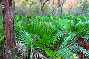 Saw Palmetto Might not be Your Wonder Tonic Saw Palmetto Might not be Your Wonder Tonic