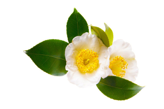 RAW Forest Foods RAW Green Tea Flower Pollen — Camellia sinensis — Ecologically Crafted