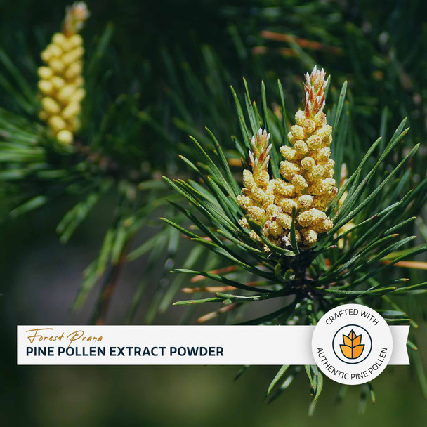Forest Prana Pine Pollen 50:1 Extract Powder – 70 Gram Jar
