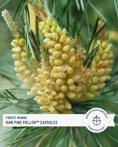 Forest Manna RAW Pine Pollen™ Capsules — Only from RAW Forest Foods