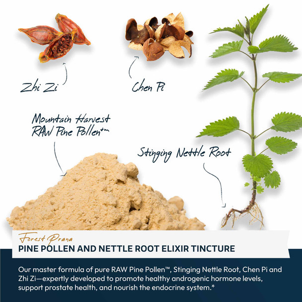 Forest Prana Pine Pollen and Nettle Root Elixir Tincture – 1:2 Extract – 2 and 4 Fl. Ounce Bottles