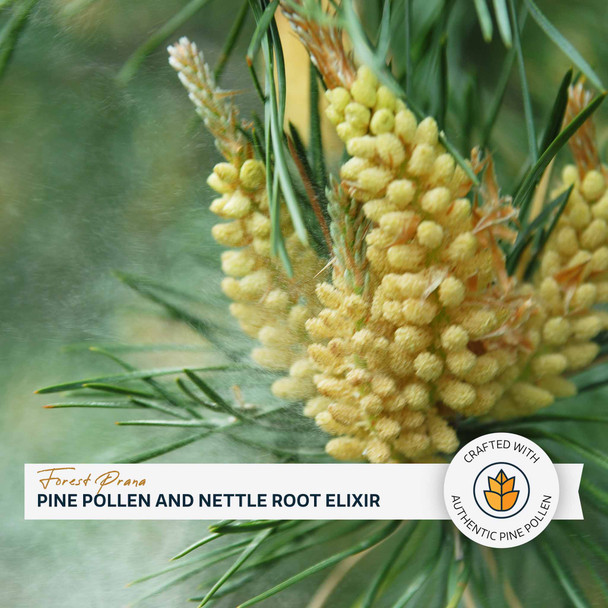 Forest Prana Pine Pollen and Nettle Root Elixir Tincture – 1:2 Extract – 2 and 4 Fl. Ounce Bottles