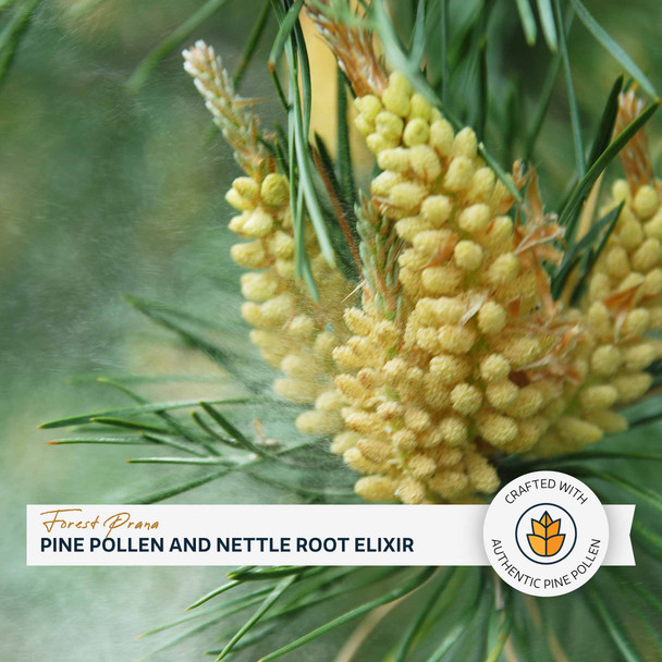 Forest Prana Pine Pollen and Nettle Root Elixir Powder – 70 Gram Jar