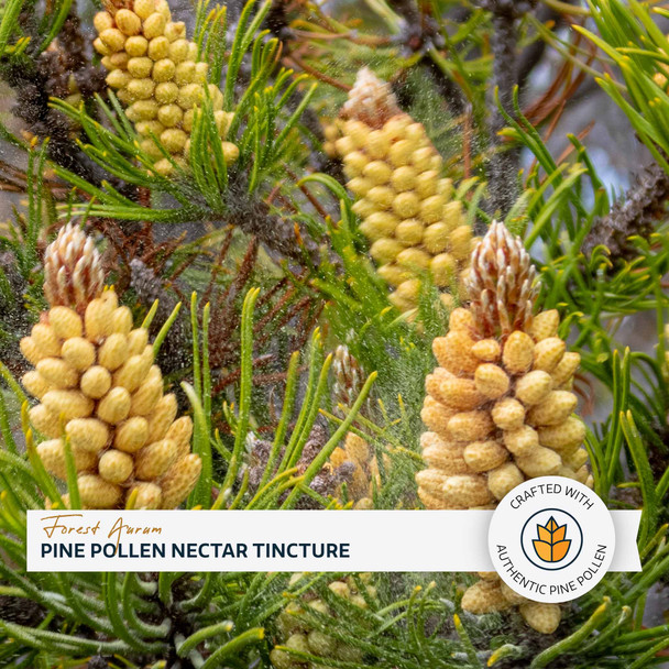 Forest Aurum Pine Pollen Nectar Tincture – 2:1 – 2 and 4 Fl. Ounce Bottles