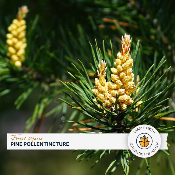 Forest Manna Royal Pine Pollen Tincture – 1:2 – 2 and 4 Fl. Ounce Bottles