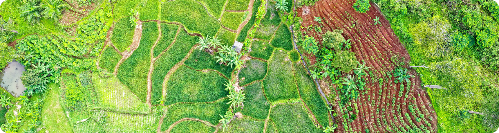 Sourcing Authentic Tongkat Ali