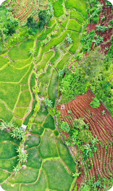 Sourcing Authentic Tongkat Ali