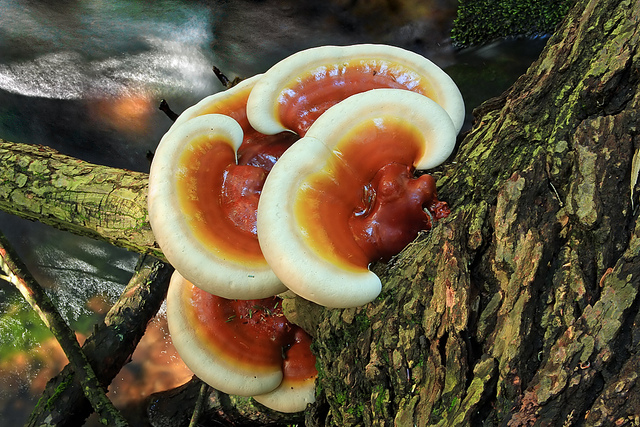 Reishi mushrooms growing in the wild