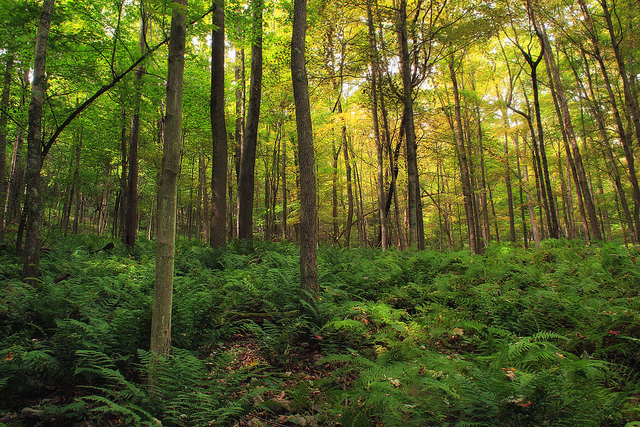 forest of hardwood trees that Reishi grows on