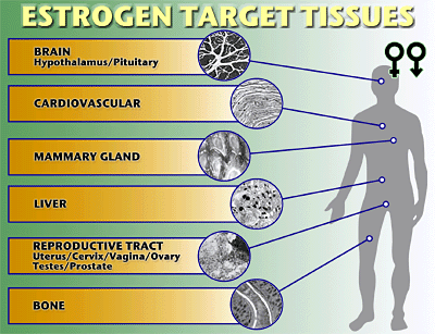 Diagram showing areas of the body effected by estrogen 