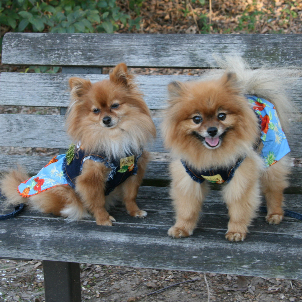 The Lahaina Collection Surfer Monkey Denim Harness Vest