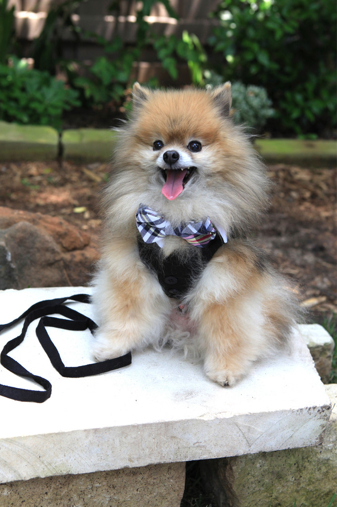 White Shirt Dog Collar with Black & White Madras Plaid Bow Tie