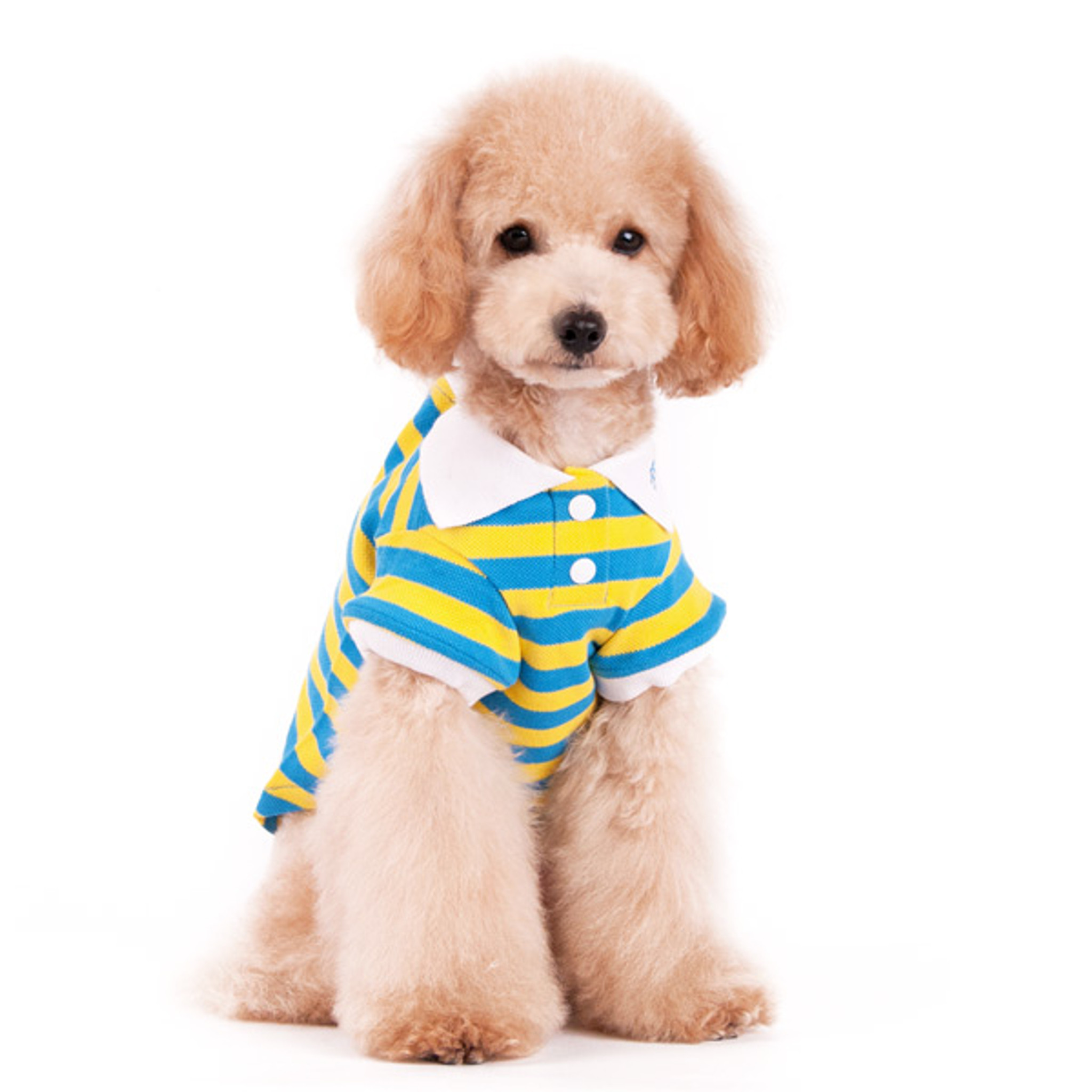 Dogo Dog Stripe Polo Shirt Yellow/Blue - Free Shipping