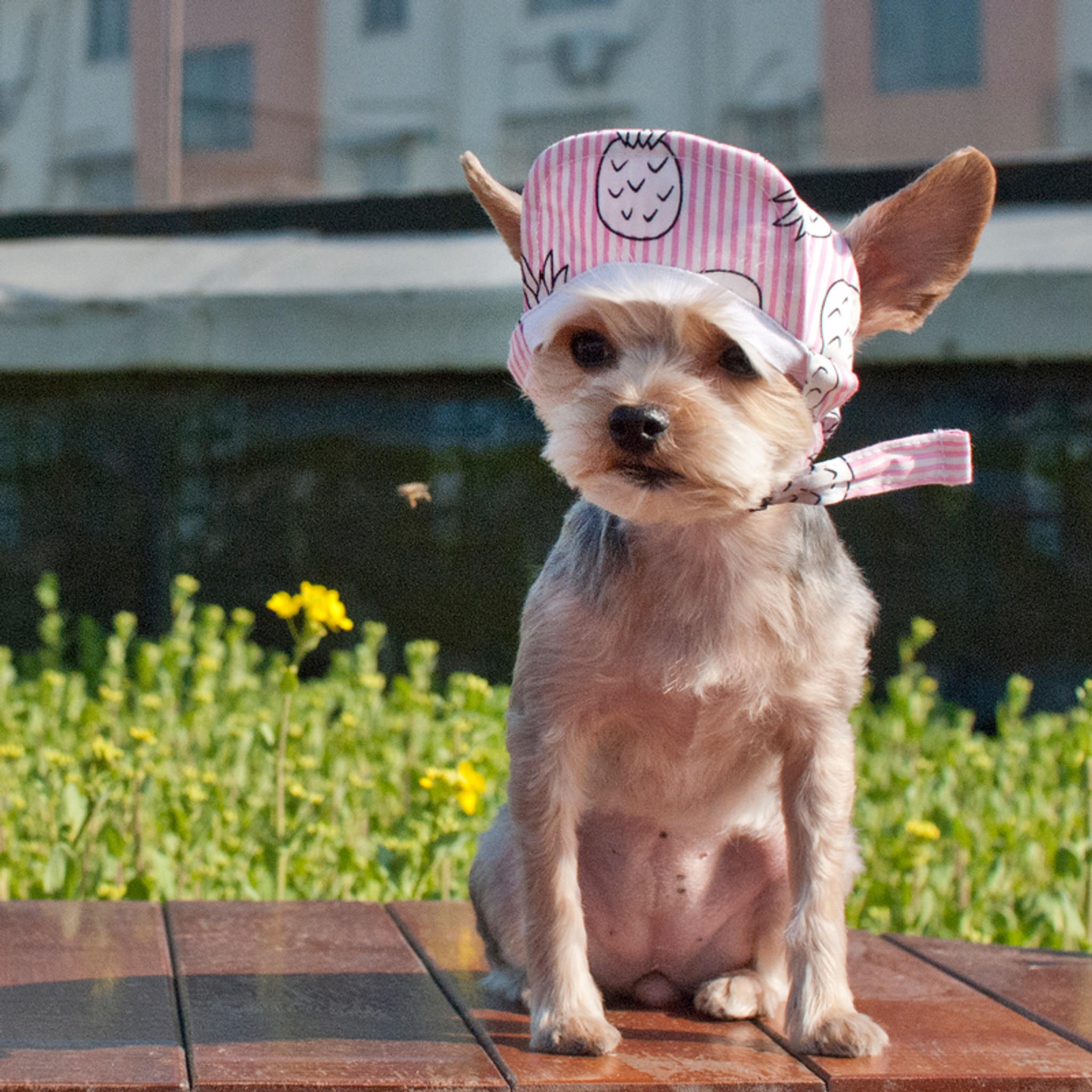 Pink hot sale pineapple hat