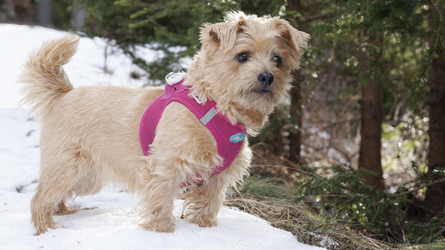 Pink Step-In Dog Harness & Leash Set