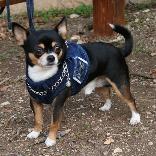 The Hollywood Denim Harness Vest with Chain Collar