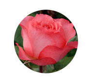 Birth Flowers And Their Meanings