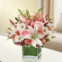 Pink & White Sweetest Dreams