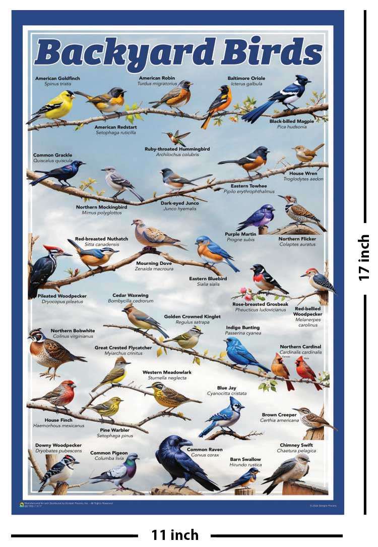 Backyard Birds Educational Poster - 11 x 17 inches - The