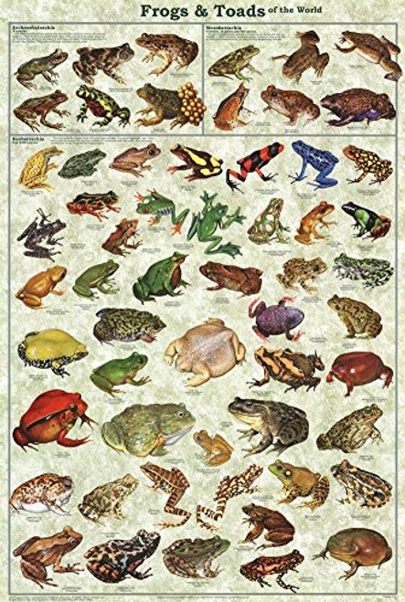 Frogs & Toads of the World Educational Science Classroom Chart Print Poster 24x36