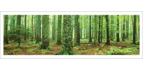 Rain Forest (Green Trees, Panorama) Art Poster Print - 36x12