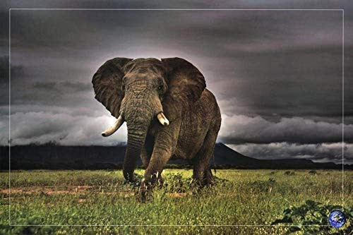 African Majesty, Save Our Planet (Elephant) Poster Image