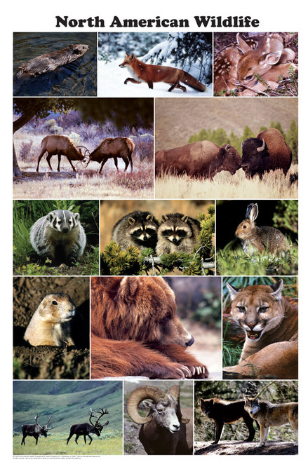 North American Wildlife Photographic Poster 24x36