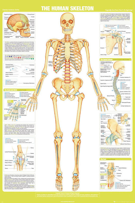 Human Skeleton Details - Chartex Poster - 24" x 36"