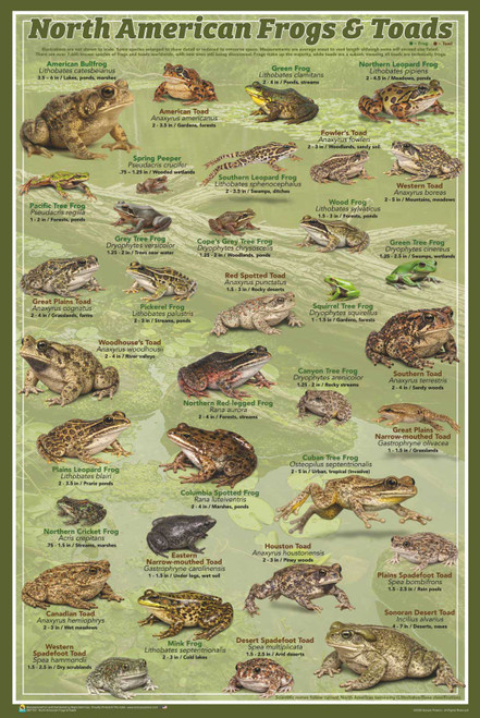 North American Frogs & Toads Poster - 24" x 36"