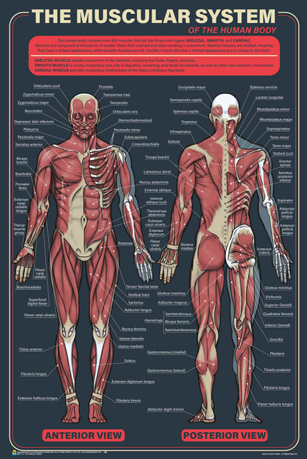 The Muscular System Poster - 24" x 36"