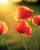 Poppies Mini Poster - Glow (20 x 16 inches)