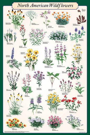 North American Wildflowers Poster, 24x36 - The Blacklight Zone