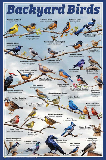 Backyard Birds Educational Poster - 24 x 36 inches - The
