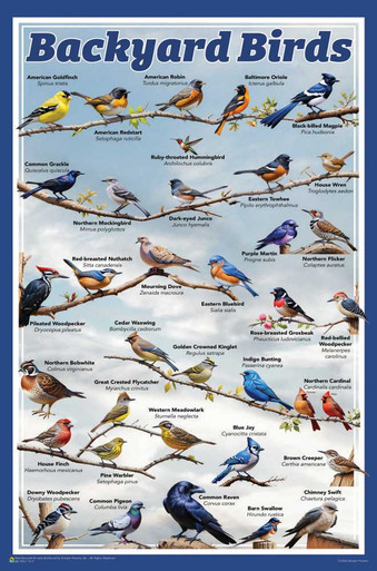 Backyard Birds Educational Poster - 11 x 17 inches - The