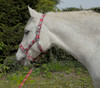 Rhinegold Carnival Headcollar & Rope