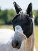 Ideal for those days when fuller coverage feels to much, reach for this almost full mesh fly mask providing 59% UVA blocking. Designed with durable mesh for 360° vision, it stands away from the face to give clearance over the eyes.

Robust mesh ears protect from flies and dust. There's LeMieux branded jacquard webbing over the browband for added structural strength.

Security is assured with a forelock hole, double hook and loop strap and elasticated back edge for a snug fit.