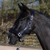 Whitaker Leyburn Headcollar & Lead Rope