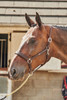 Whitaker Ready To Ride Leather Headcollar