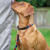 These attractive, hand-stitched leather collars will keep your dog looking bang on trend. Made from beautifully finished, conker brown flat leather with waxed thread stitching and antiqued brass fittings that will look better and better as the years go by.