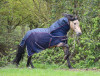 Designed for damp Spring days or Summer evenings.
The brand new Mombasa Fly Rug is made with a 600 denier waterproof topline with a robust but soft mesh lower part to the rug.
The topline and neck cover is lined with breathable nylon for a smooth hair friendly finish.
The Neck Cover is easily detachable with easy touch tape loop fastenings for attaching to the rug.
The multi-adjustable chest allows for maximum fit whether broad or narrow shouldered.
The buckle strap is fully lined with soft fleece for comfort and to help prevent rubbing.

The rug has cross-over surcingles , a soft fleece wither pad, tailguard and an elasticated tail strap -attached with a trigger clip for easy removal for cleaning.