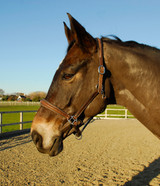 Rocco Italia Verona Leather Headcollar